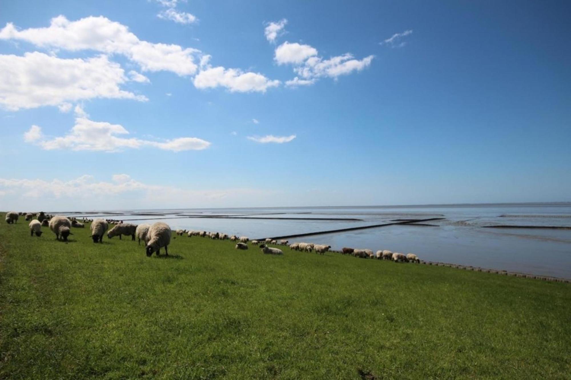 Grosse Nordseewelle Ohne Hund Norden Eksteriør bilde
